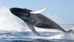 whale_jumping-960x623